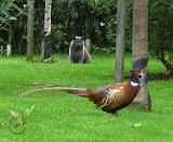 Pheasant